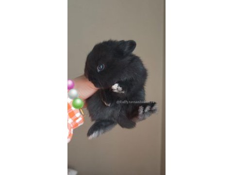 Renkli lop ve cüce tavşan yavruları ( evcil )