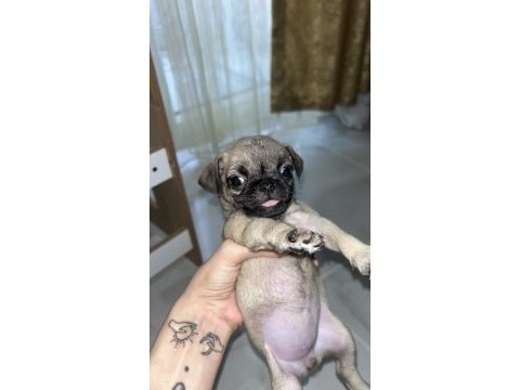 Orijinal saf ırk pug yavrular