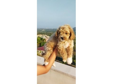 Maltipoo dişi yavru