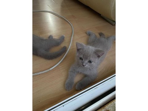 British shorthair 2.5 aylık eğitimli