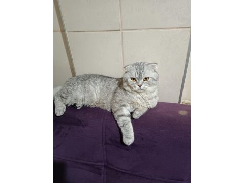 4 yaşında akıllı eğitimli scottish fold