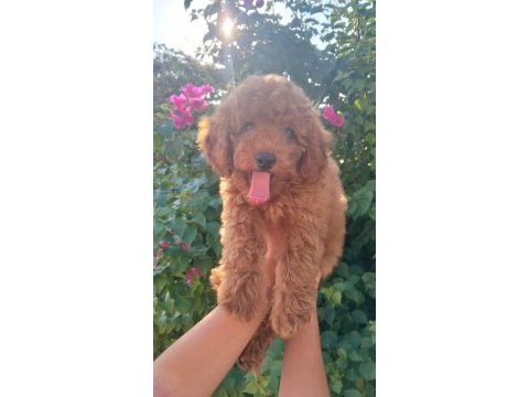 3 aylık dişi toy poodle