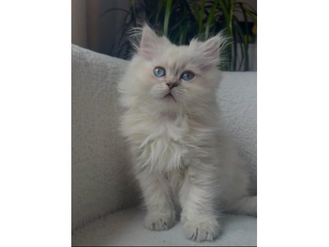 British longhair golden point