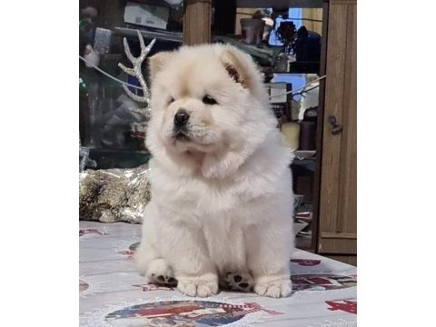 Şirin çin aslanı (chow chow) yavrularım