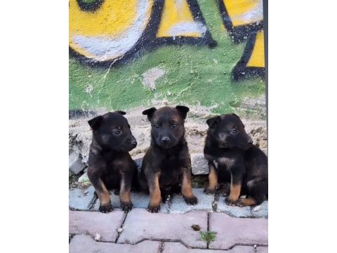 Irk ve sağlık garantili ak47 belçika kurdu