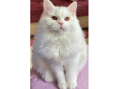 British longhair oğlumuza gelin adayı arıyoruz