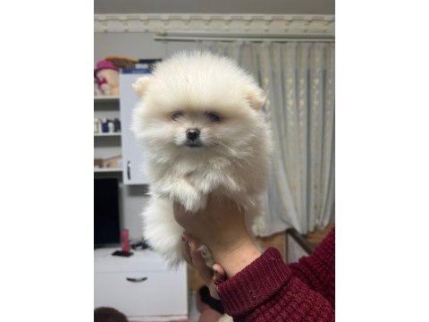 50 günlük teddy bear pomeranian