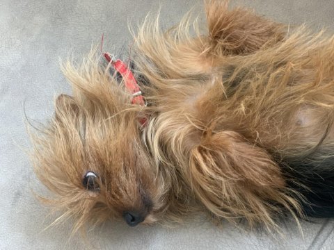 Lady yeni yuvasını arıyor terrier yorkshire