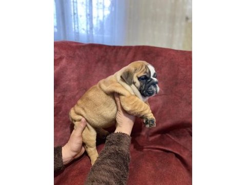 Üst kalite ingiliz bulldog bebekler