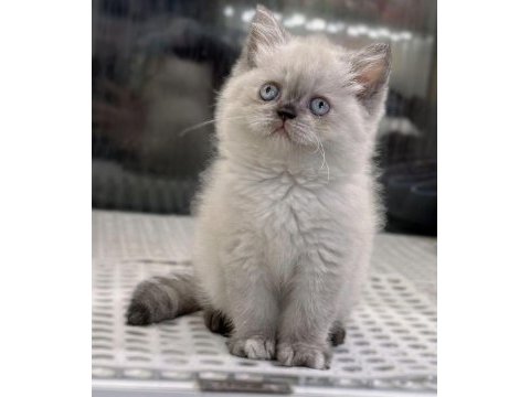British shorthair blue point yavrularım 