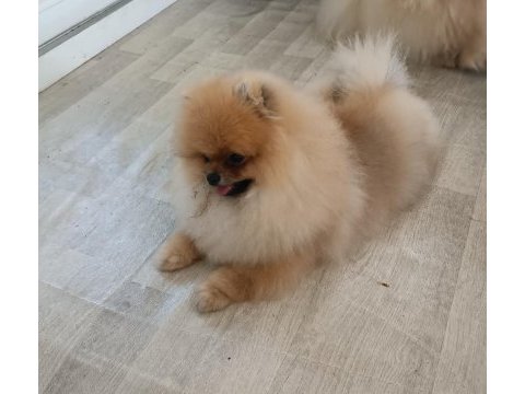Pomeranian boo köpeği