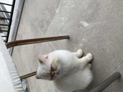 Exotic shorthair / scottish fold