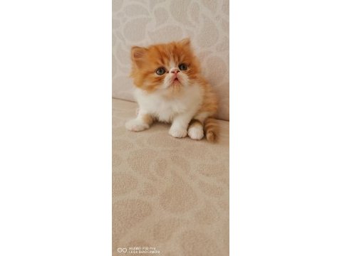 45 günlük safkan exotic shorthair