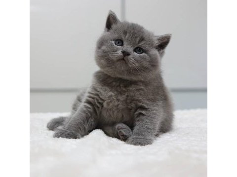 British shorthair yavruları