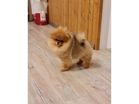 Teddy bear pomeranian yavruları
