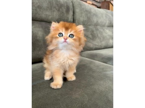 Golden ny12 erkek bebek british longhair