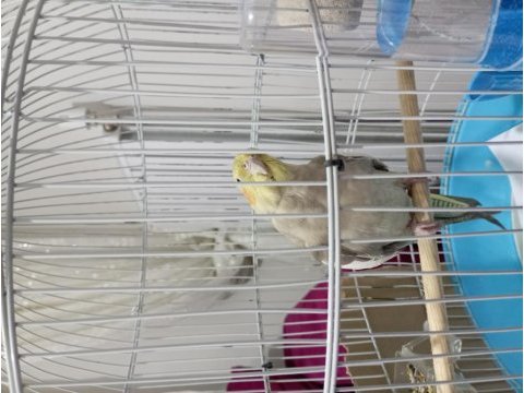 Kafesle birlikte sahiplendirmelik yavru sultan papağanı