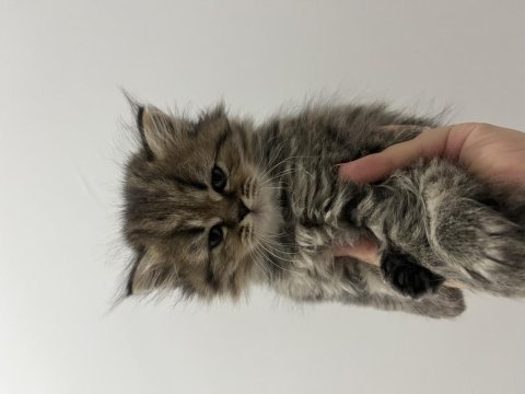 2 aylık british longhair kedisi