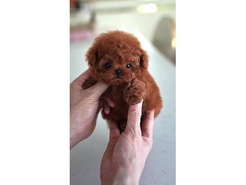 Toy poodle köpeği