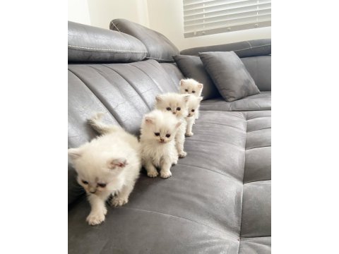 2 aylık british longhair bebekler