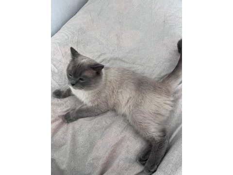1 yaşında siyam kedime yuva arıyorum