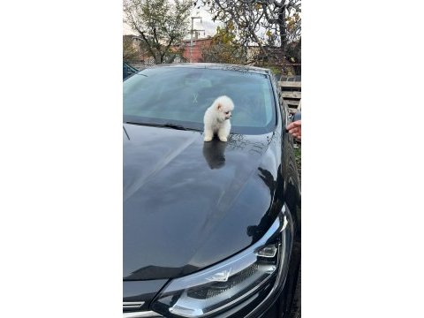 Sevimli pomeranian boo