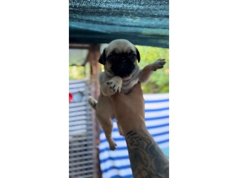 Son dişi bebek a kalite pug