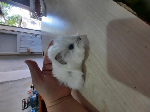 Peruvan ginepig yavrularımız