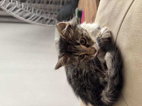 Ücretsiz yavru maine coon 3 aylik