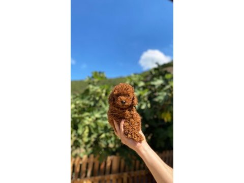 Toy poodle yavrularımız
