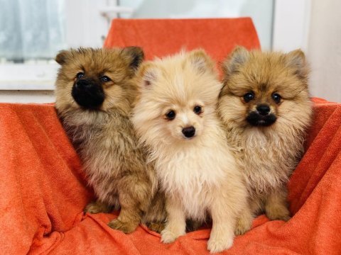 Uygun a kalite pomeranian spitz yavrularımız