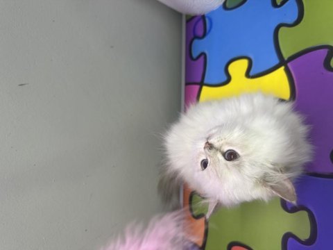 2 aylık yavrular mavi gözlü british longhair