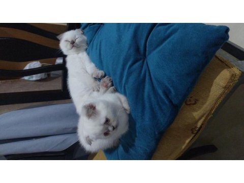 Yavru scottish fold kedilerim