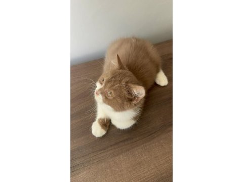 British shorthair yavrumuz