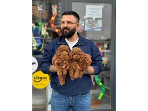 Çağrı çemçemin sizin için seçtiği yavrular 
