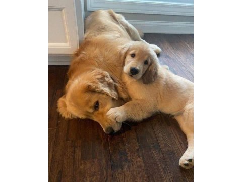 Dünyanın en tatlı golden retriever yavruları