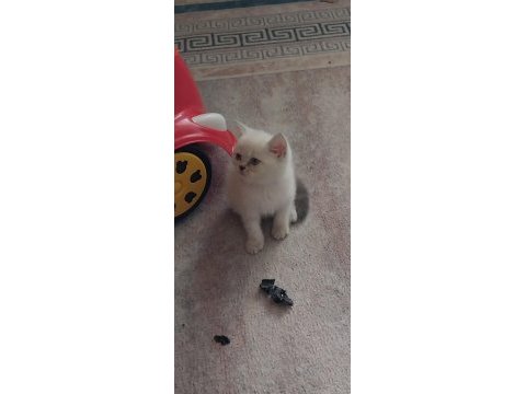 Maviş gözlü blue point yavrularımız scottish fold