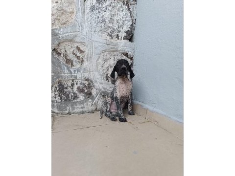 Puanter bebek köpeğimiz
