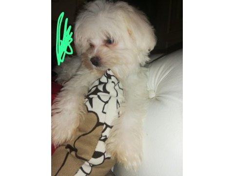 Maltese terrier paşa