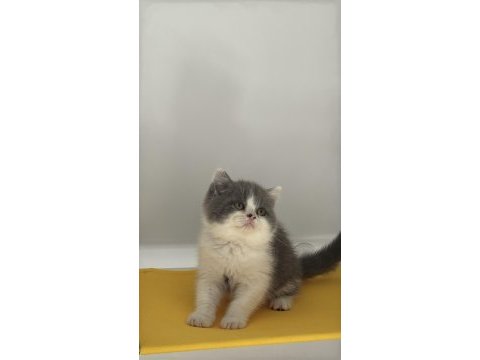 British shorthair bicolour