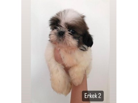 Mini boy shih tzu yavrular açık renk