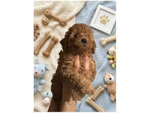 Kurabiye tadında harika poodle bebekler