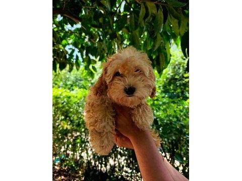 3 aylık dişi ve erkek poodle yavrular