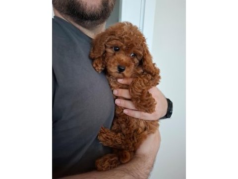 Ev doğumlu ailemizde büyüyen toy poodle yavrularım