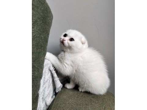 20 şubat doğumlu scottish fold yavrular