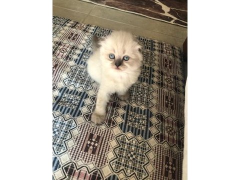 Esmer esmer scottish fold
