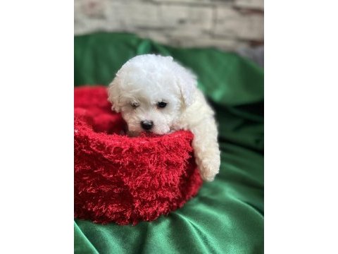 Bichon frise nadir orjinal güzellikleri var