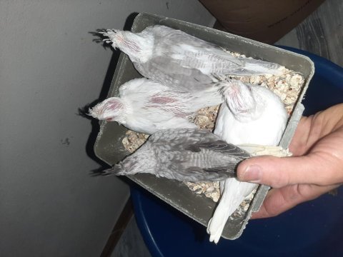 2 aylık sultan papağan