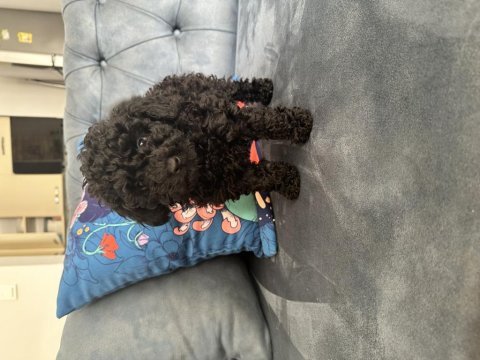 Siyah toy poodle köpeği