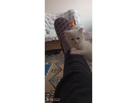 Orjinal van kedisi yavruları